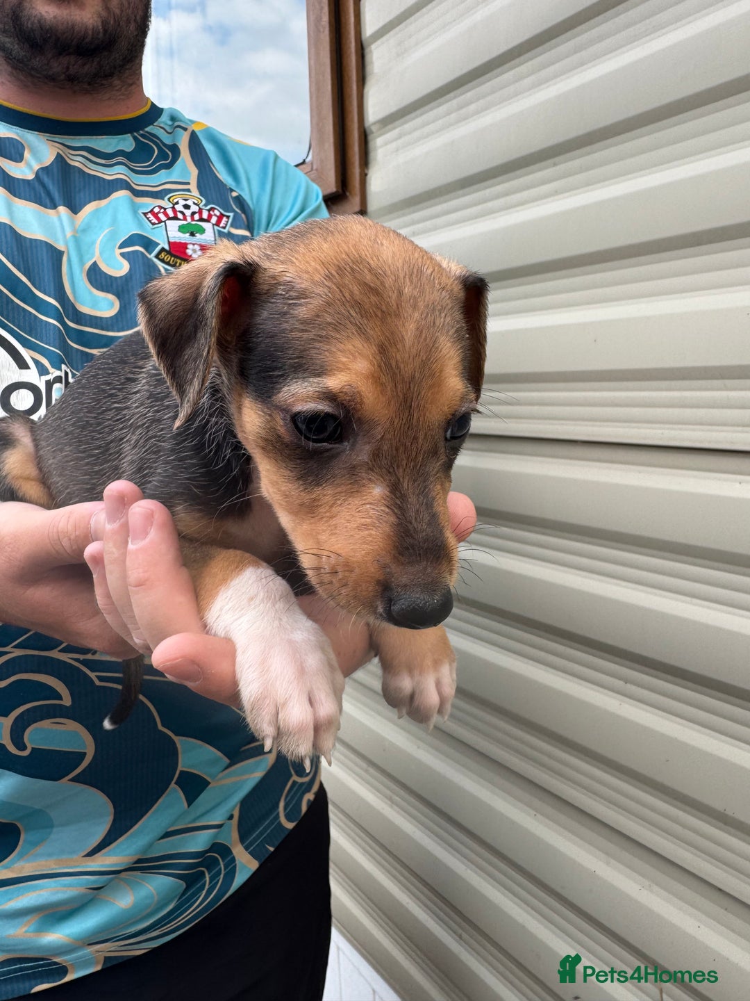 Mixed Breed dogs for sale: Beautiful puppies for sale!!!  - Image 11