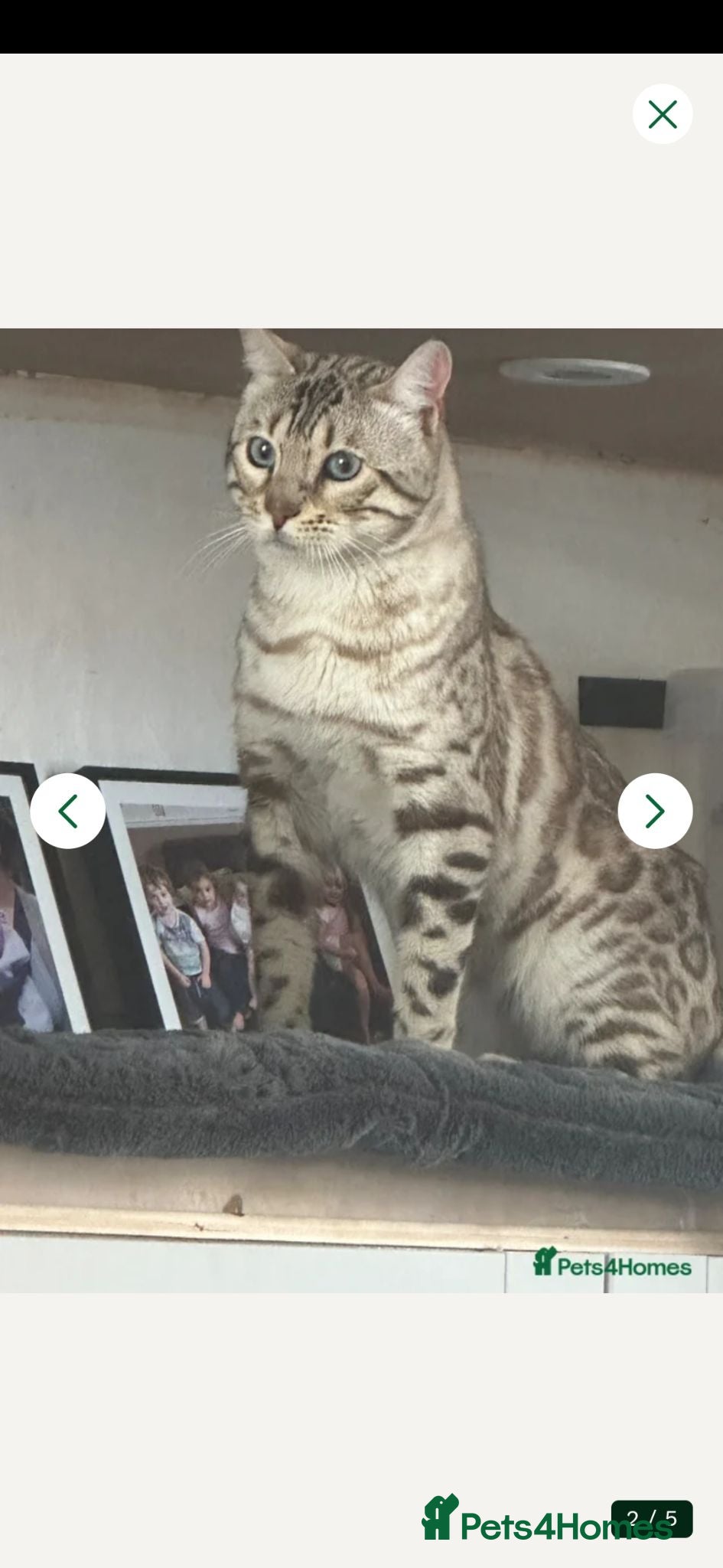 Bengal cats Beautiful un neutered bengal  - Advert 2