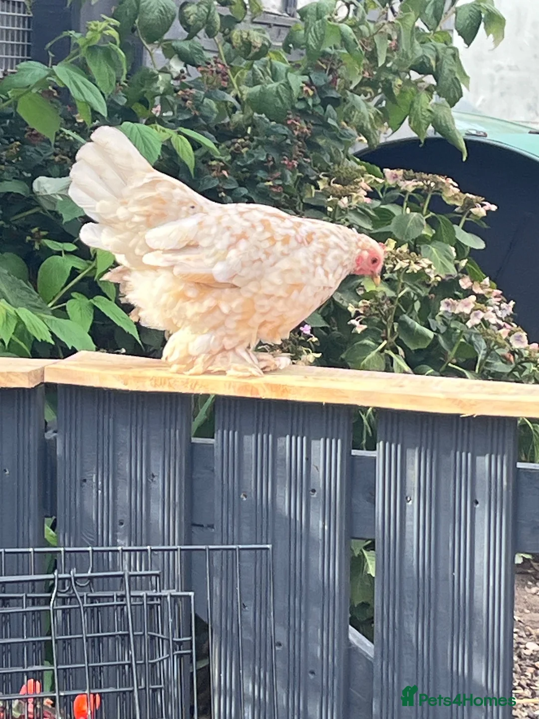 Chickens poultry for sale: 3 Sablepoot Chickens for Sale - Advert 2