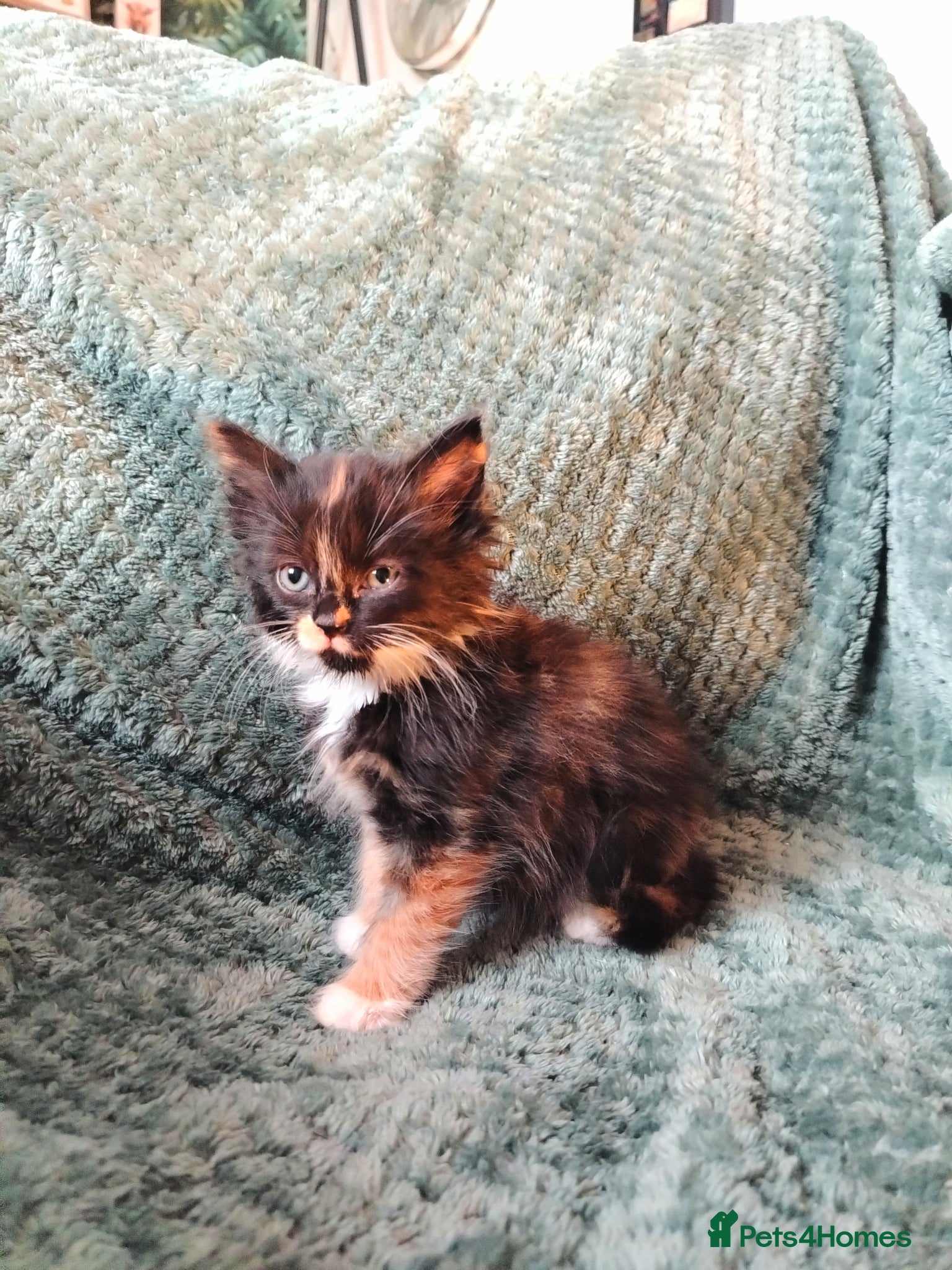 Mixed Breed cats for sale: Female tabby kittens - Advert 6