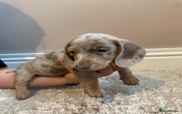 Miniature Dachshund dogs for sale: KC Registered Miniature Dachshund - 2 Boys Left! - Image 16