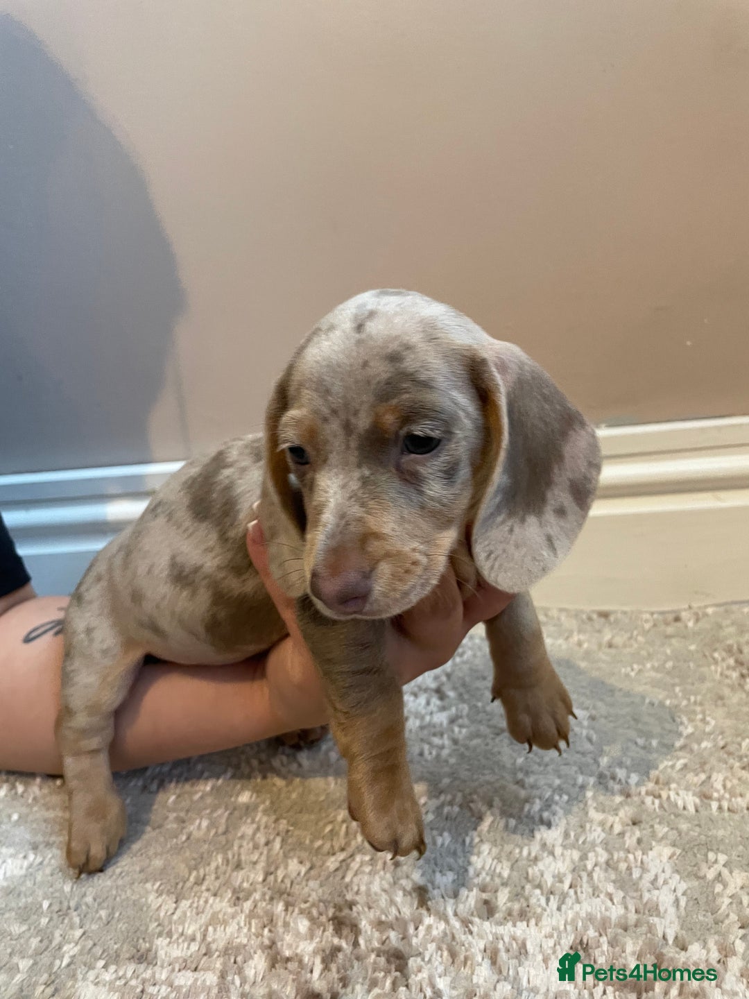 Miniature Dachshund dogs for sale: KC Registered Miniature Dachshund - 2 Boys Left! - Image 16