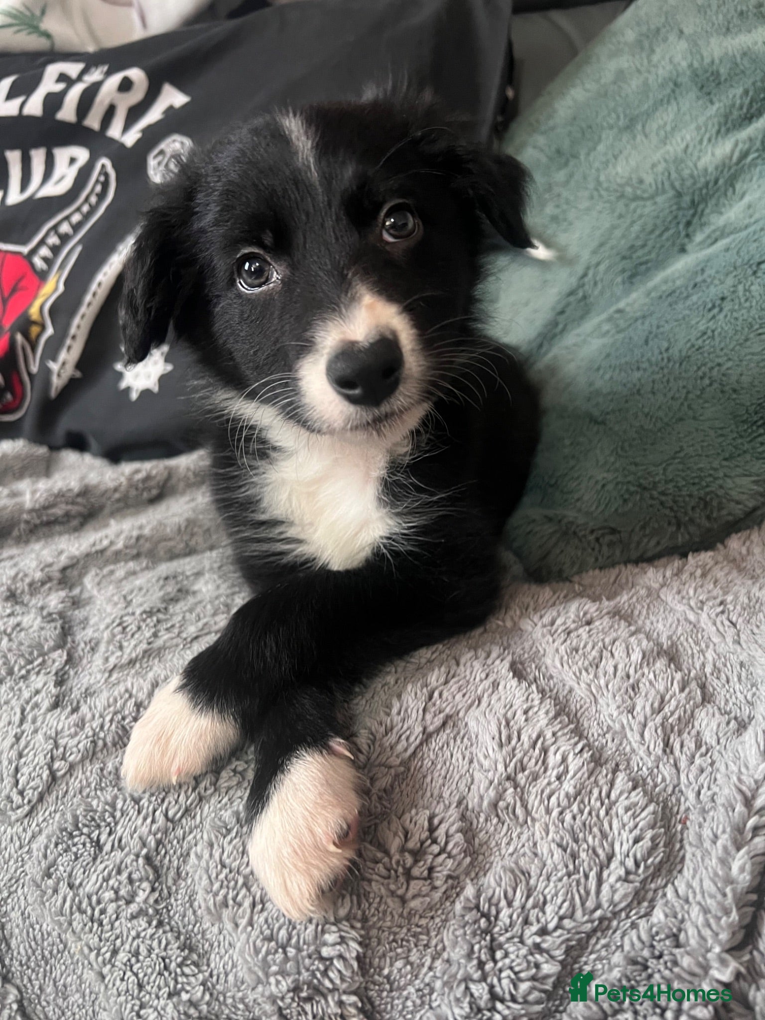 Border Collie dogs Nyxie  - Advert 1