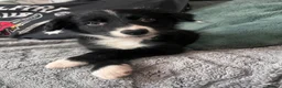 Border Collie dogs for sale: Nyxie  in Hull - Advert 1
