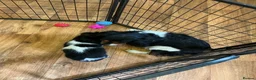 Cavalier King Charles Spaniel dogs for sale: Cavalier king charles  in Doncaster - Advert 6