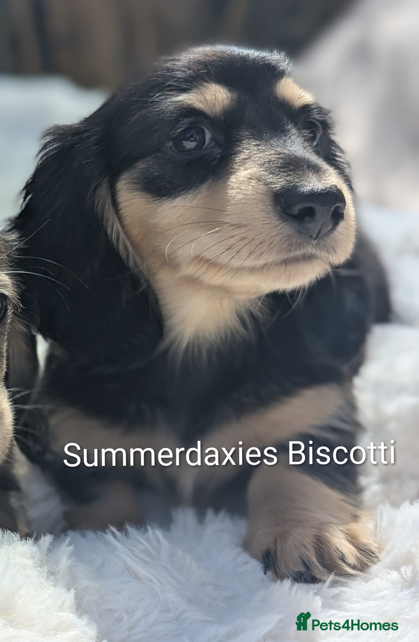 Miniature Dachshund dogs READY NOW 🎖️longhaired Miniature dachshunds  - Advert 9