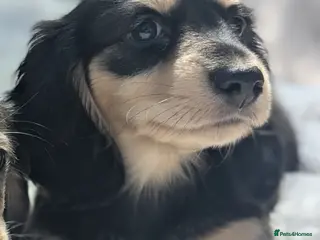 Miniature Dachshund dogs READY NOW 🎖️longhaired Miniature dachshunds - Advert 9