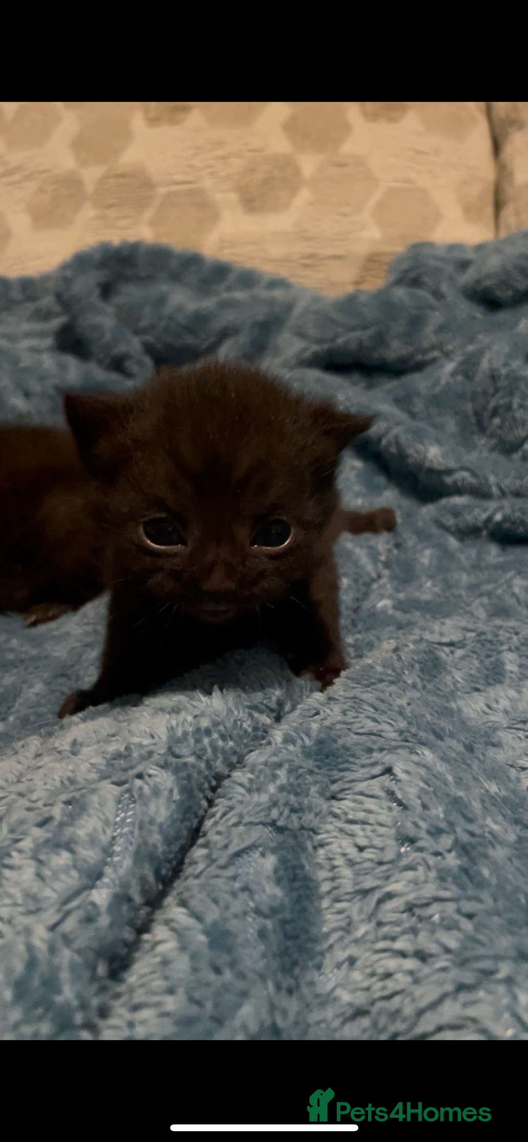 Domestic Shorthair cats for sale: Kittens ready to reserve  - Image 7