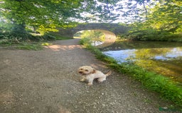 Cavapoo dogs for sale: Cavapoo - Image 11