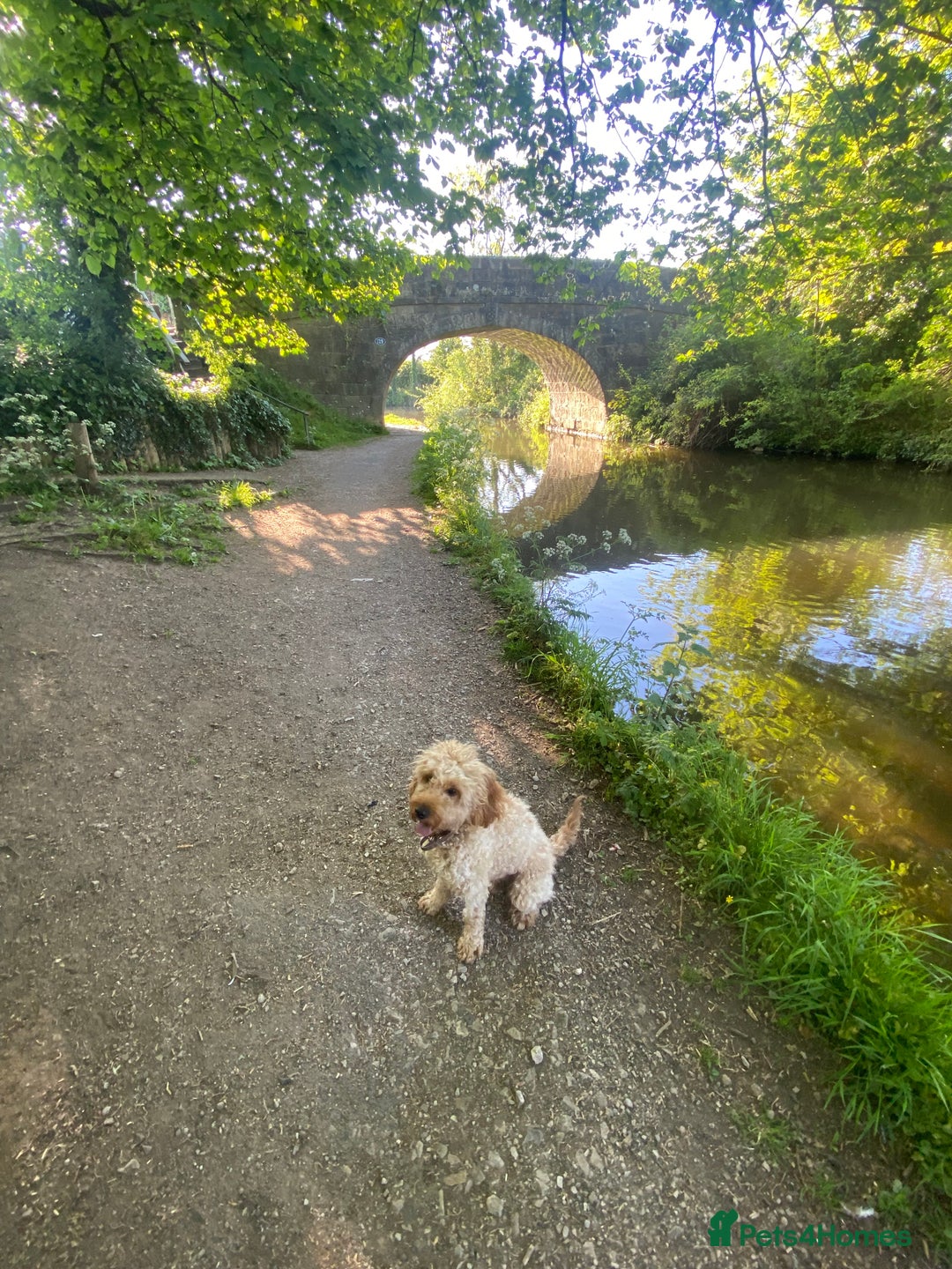 Cavapoo dogs for sale: Cavapoo - Image 11