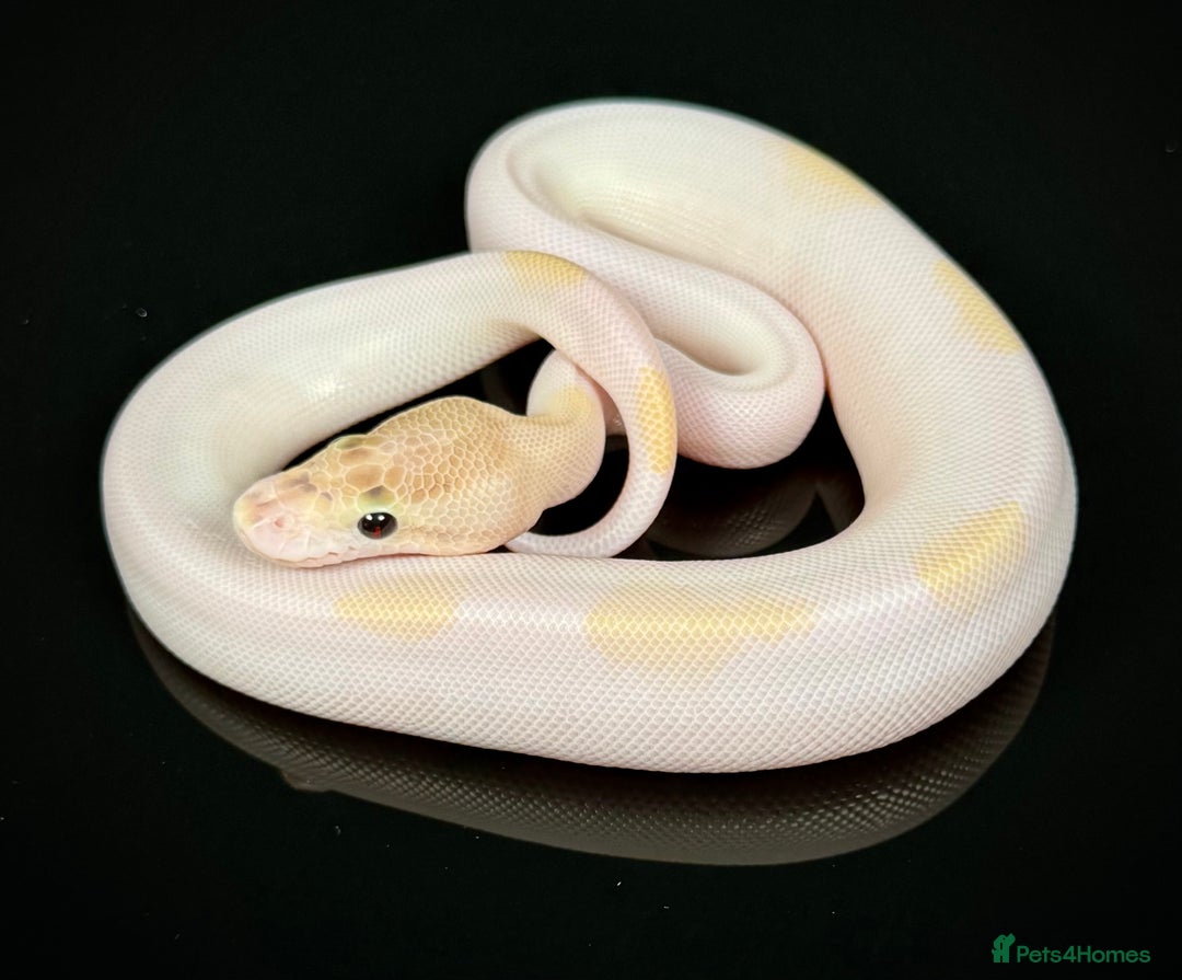 Python Snake reptiles for sale: Royal pythons/ball pythons  - Image 24