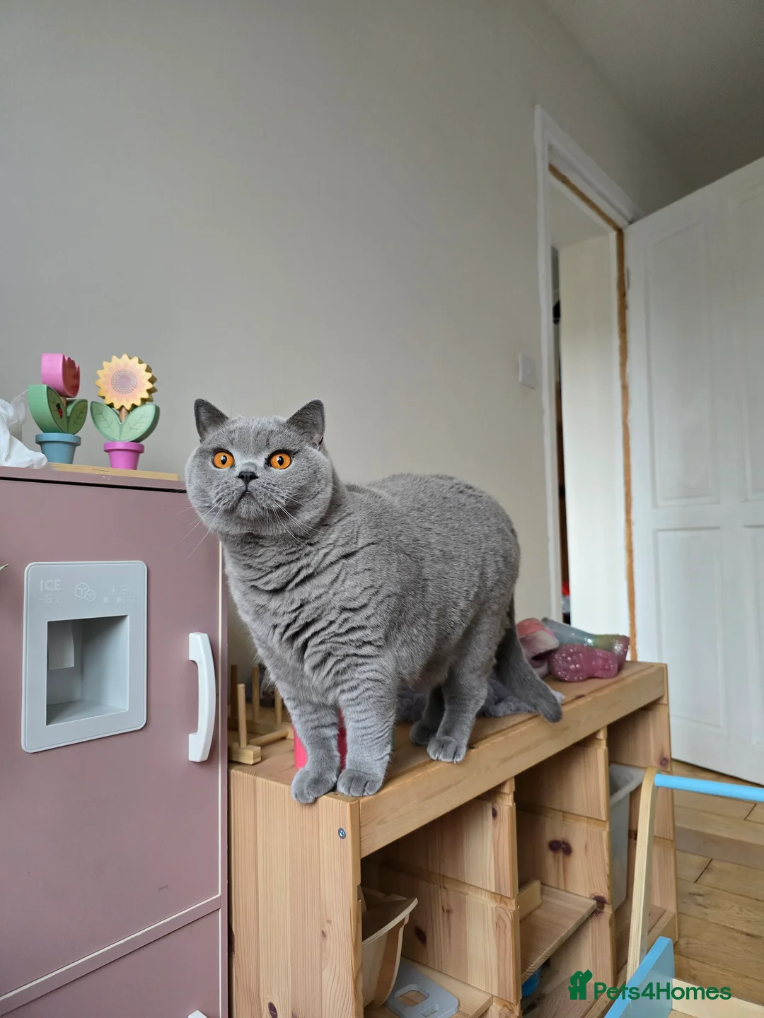 British Shorthair cats for sale: British shorthair  - Advert 2