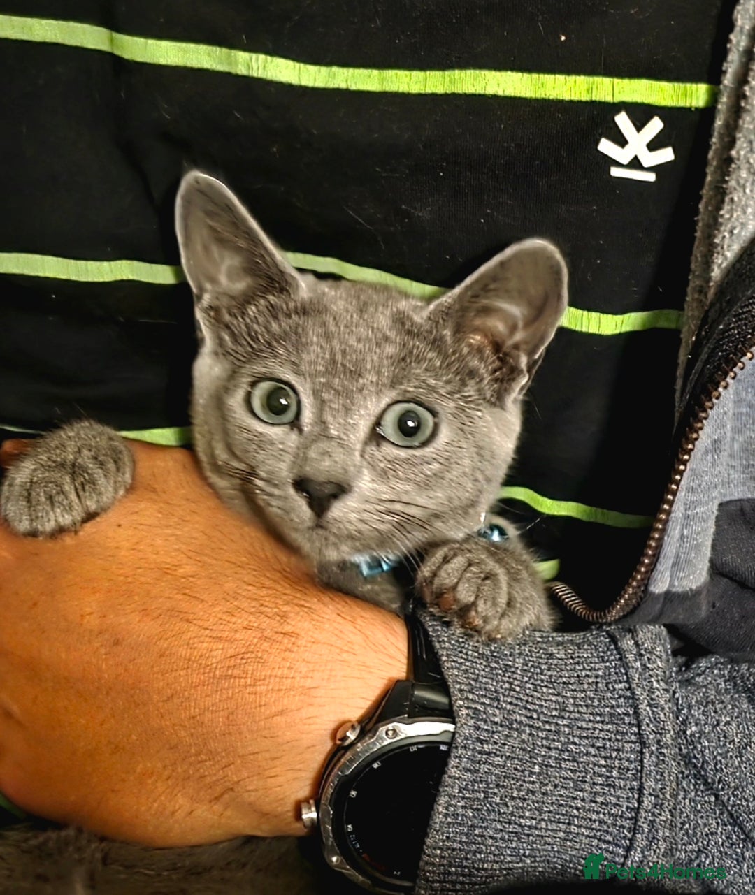 Russian Blue cats for sale: Pedigree Russian blue kittens NORTH LONDON  - Image 4