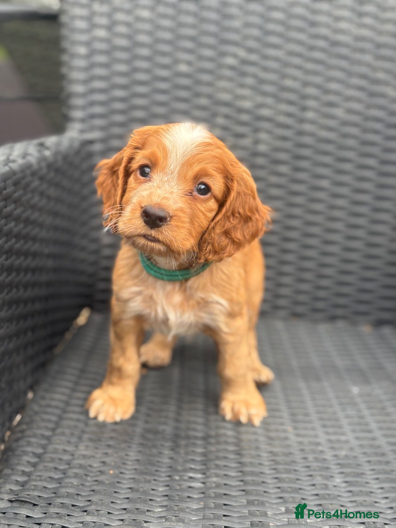 Cocker Spaniel dogs Kc health tested working cocker pups - Advert 6