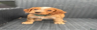 Cocker Spaniel Puppy 2