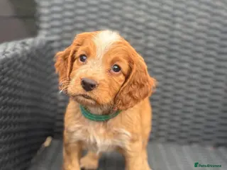 Cocker Spaniel dogs Kc health tested working cocker pups - Advert 6