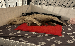 Mixed Breed dogs for sale: Maltese Cross Miniature Dachshund  - Image 17