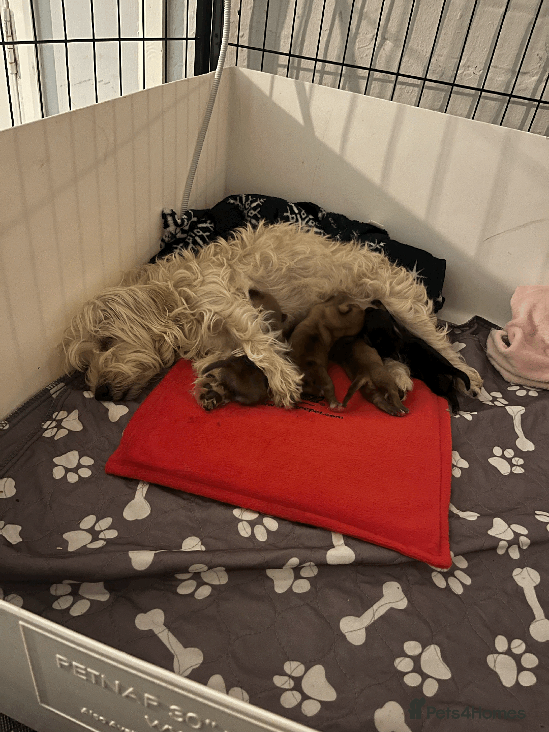 Mixed Breed dogs for sale: Maltese Cross Miniature Dachshund  - Image 17