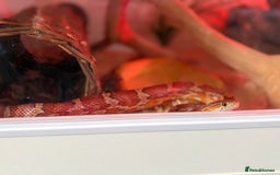 Corn Snake reptiles for sale: 4 year old corn snake  - Image 3