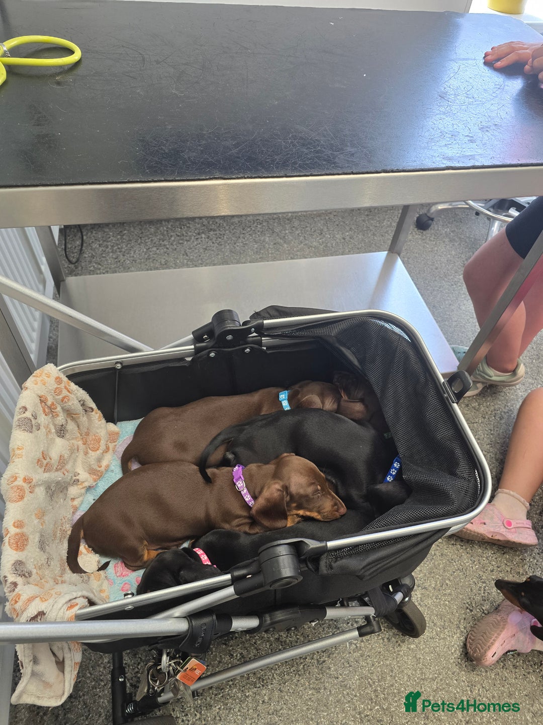 Miniature Dachshund dogs for sale: Minature Dachshund Puppy - Image 4