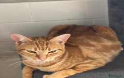 British Shorthair cats for sale: Emmah - Advert 4