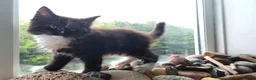 Norwegian Forest Cat cats for sale: Beautiful pedigree Norwegian Forest kittens  - Advert 20