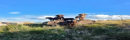 Cocker Spaniel dogs for sale: Ruby  - Advert 4