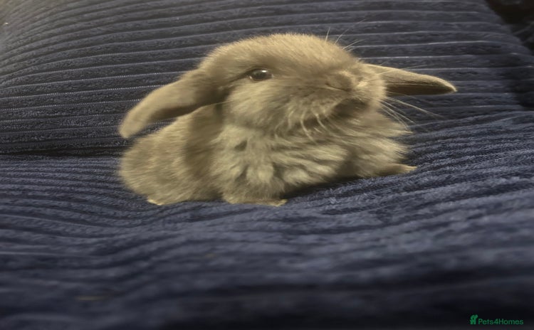 Mini Lop rabbits - Advert 15