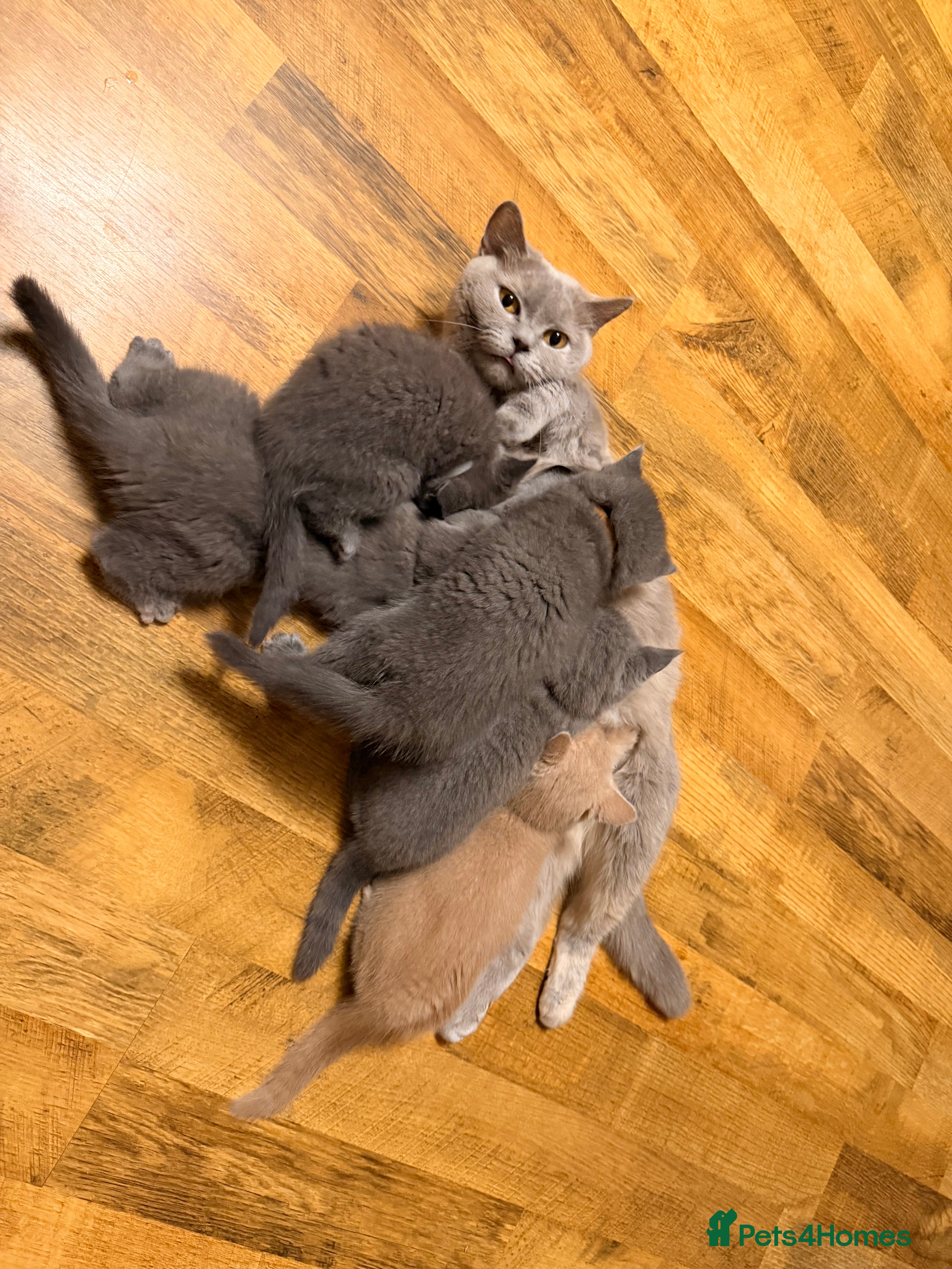 British Shorthair cats Beautiful litter of BSH kittens - girls only left - Advert 9