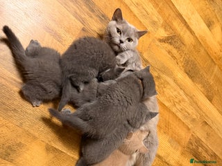 British Shorthair cats Beautiful litter of British Shorthair kittens - Advert 2