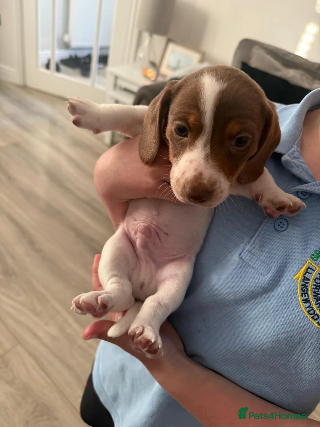Miniature Dachshund dogs for sale: Ready to leave, pied miniature dachshunds - Advert 2