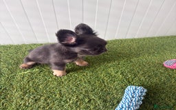 French Bulldog dogs for sale: Luxury full fluffy French bulldog  - Image 4