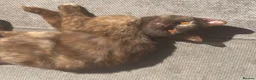 British Shorthair cats for sale:  Stunning Purebred GCCF BSH Tortoiseshell Girl - Advert 2