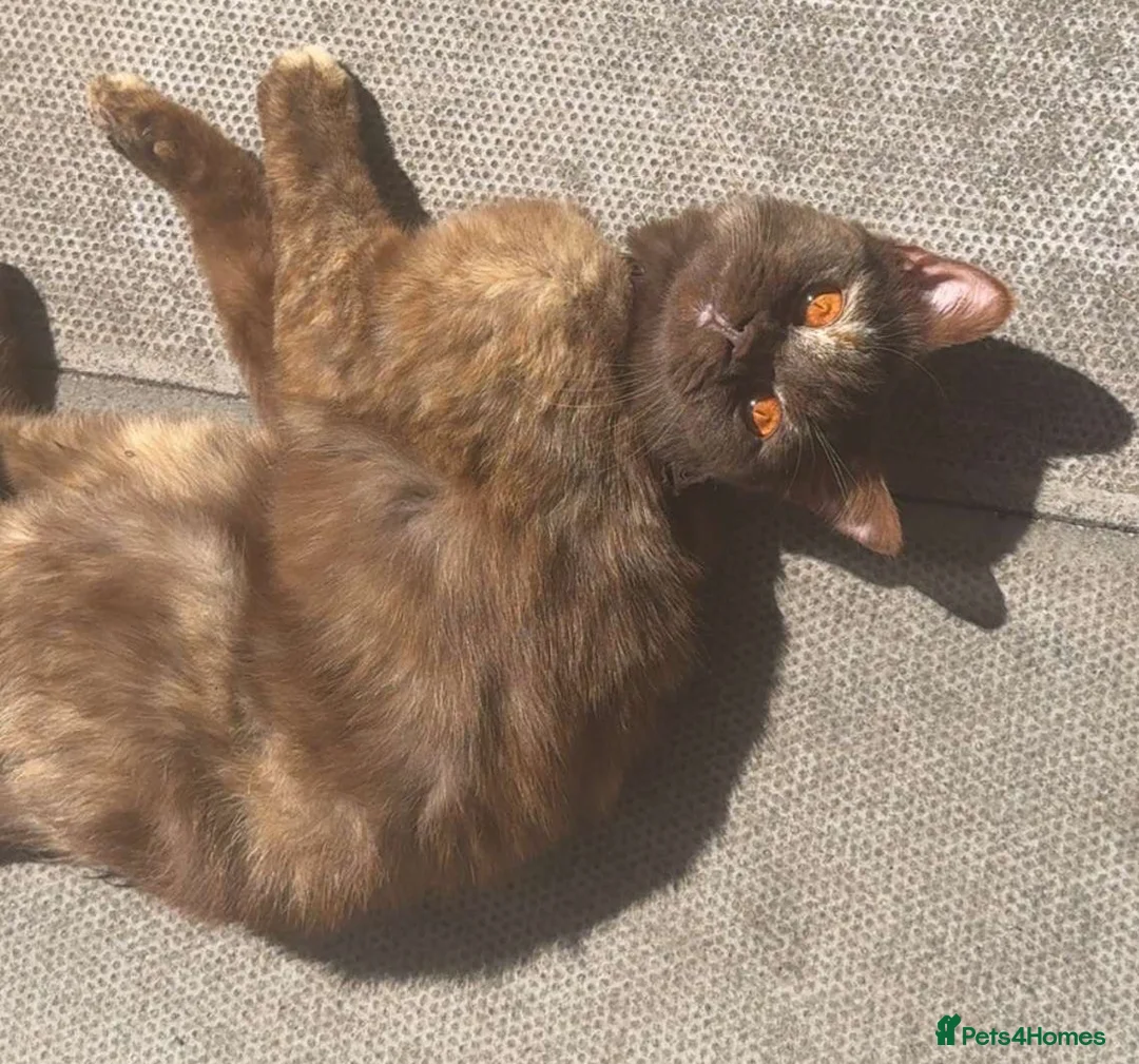 British Shorthair cats for sale:  Stunning Purebred GCCF BSH Tortoiseshell Girl - Advert 2
