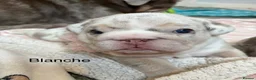 English Bulldog dogs for sale: Last KC English Bulldog Pup – Open to Offers - Advert 18