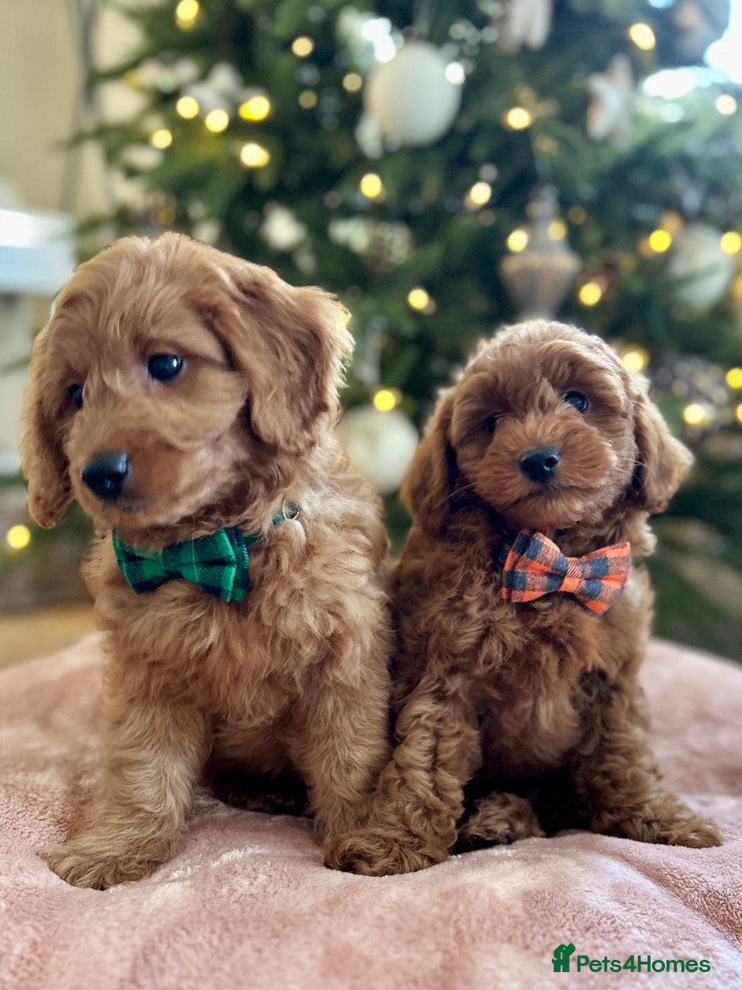 Goldendoodle dogs for sale: F1b Mini Goldendoodles - DNA/health tested - Advert 6