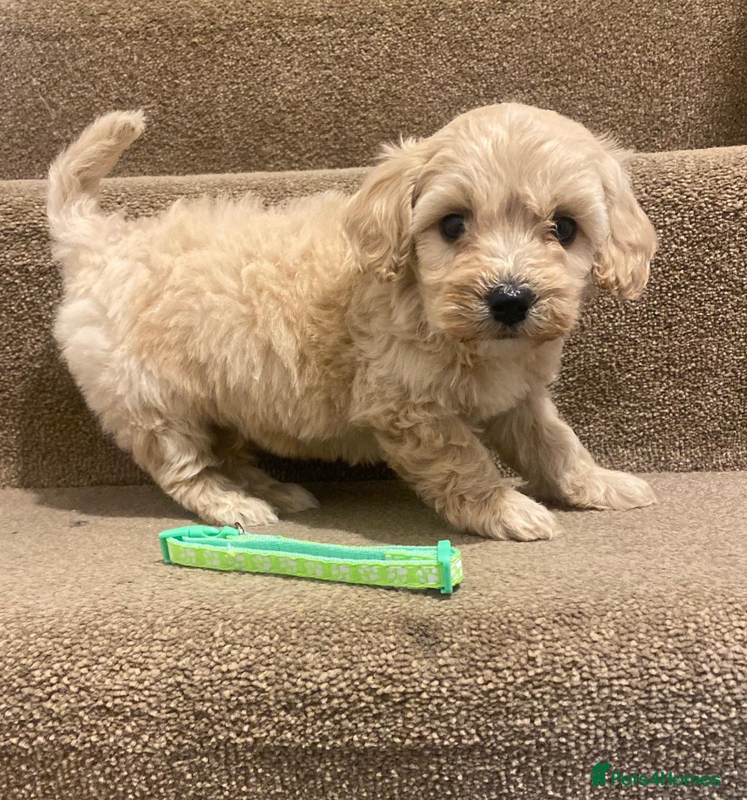 Cavapoo dogs for sale: F2 cavapoo puppys - Advert 5
