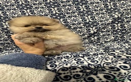Pomeranian dogs for sale: Stunning littler of KC Pom puppies - Advert 10