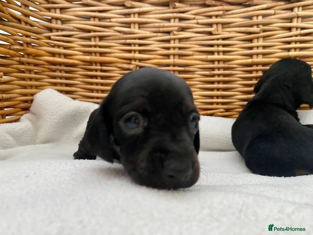 Dachshund dogs for sale: Sausage dachshund puppies  - Image 2