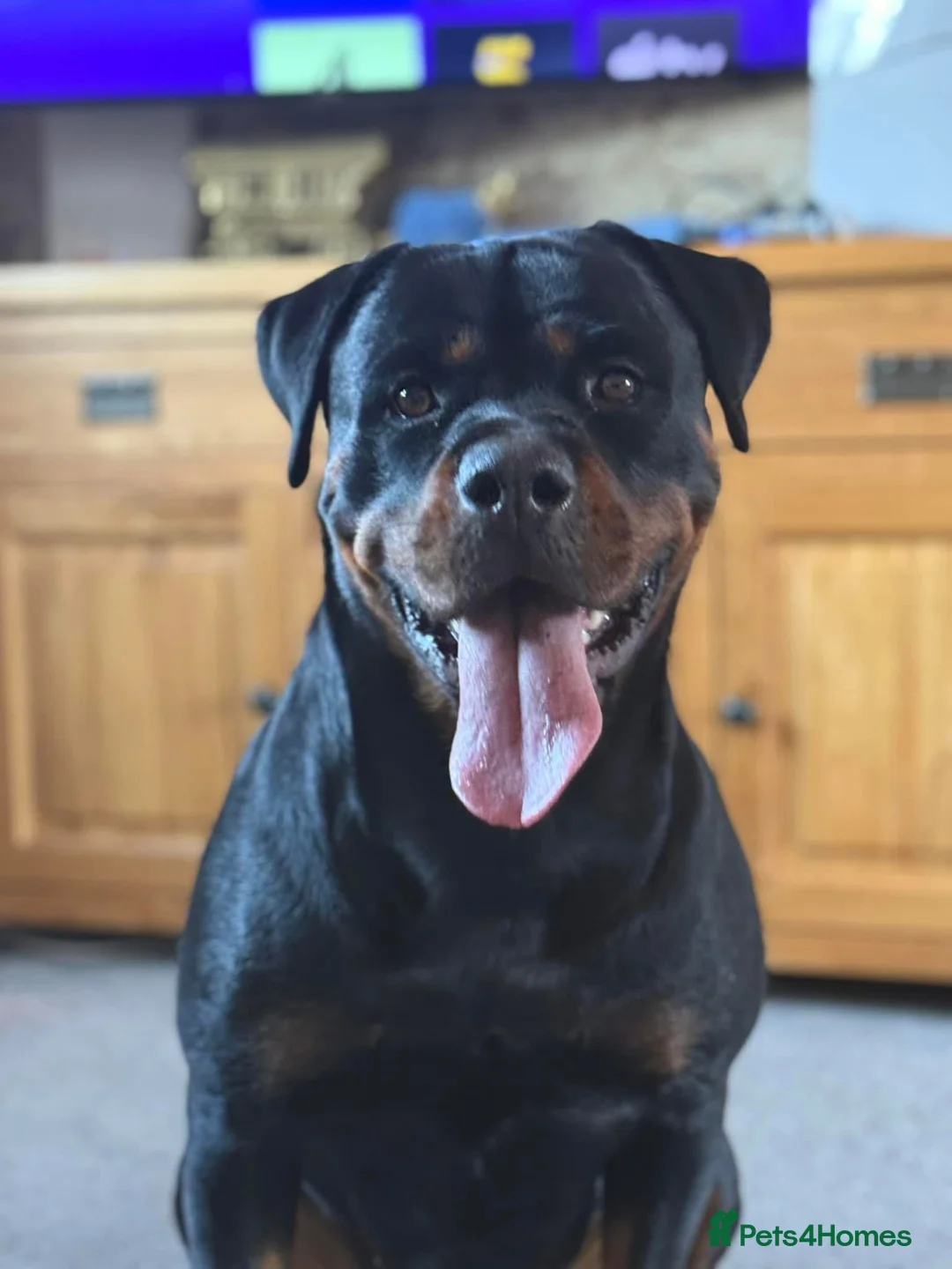 Mixed Breed dogs for sale: Puppies  - Advert 1