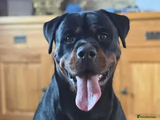 Mixed Breed dogs Puppies - Advert 1