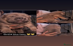 Chow Chow dogs for sale: Stunning chows ready for  **   - Image 4