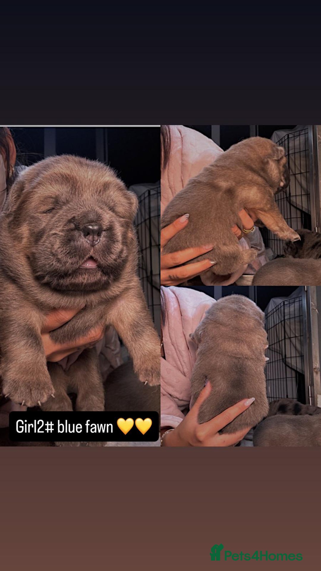 Chow Chow dogs for sale: Stunning chows ready for  **   - Image 4