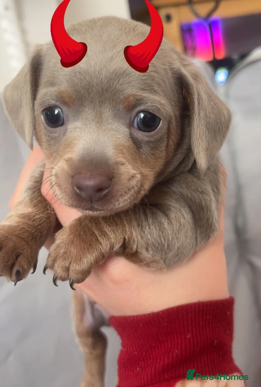 Dachshund dogs for sale: Gorgeous daschund puppies for sale! in Manchester - Advert 12
