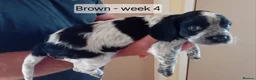Cocker Spaniel dogs for sale: Stunning Blue Roan Working Cocker Spaniel Puppies in Rugby - Advert 8