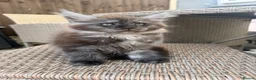 Maine Coon cats for sale: READY NOW⭐️ Tica Maincoon kittens  - Advert 15