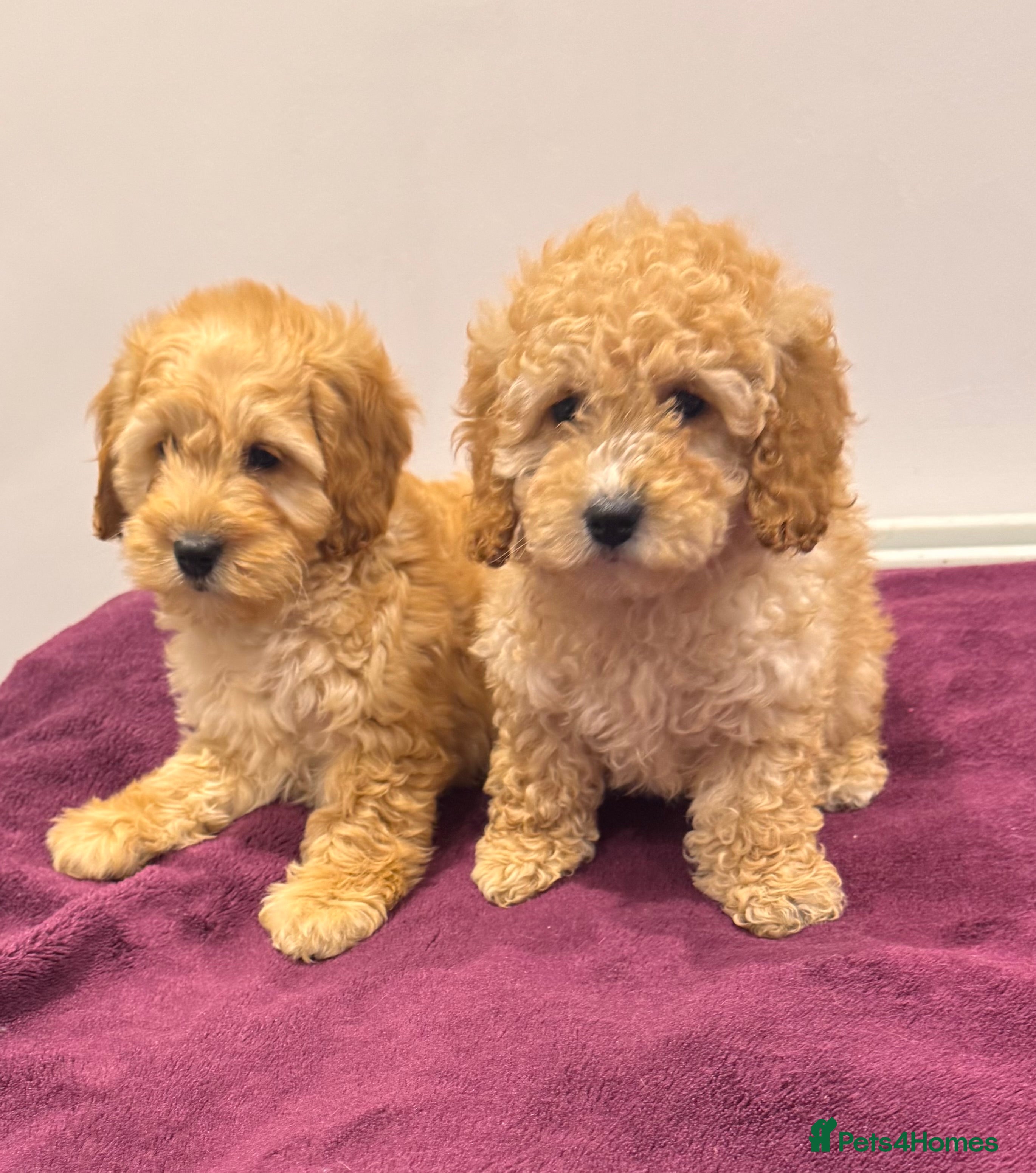 Cockapoo dogs  COCKAPOO PUPPIES REDS APRICOT GOLDENS - Advert 1