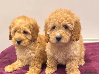 Cockapoo dogs COCKAPOO PUPPIES REDS APRICOT GOLDENS - Advert 1