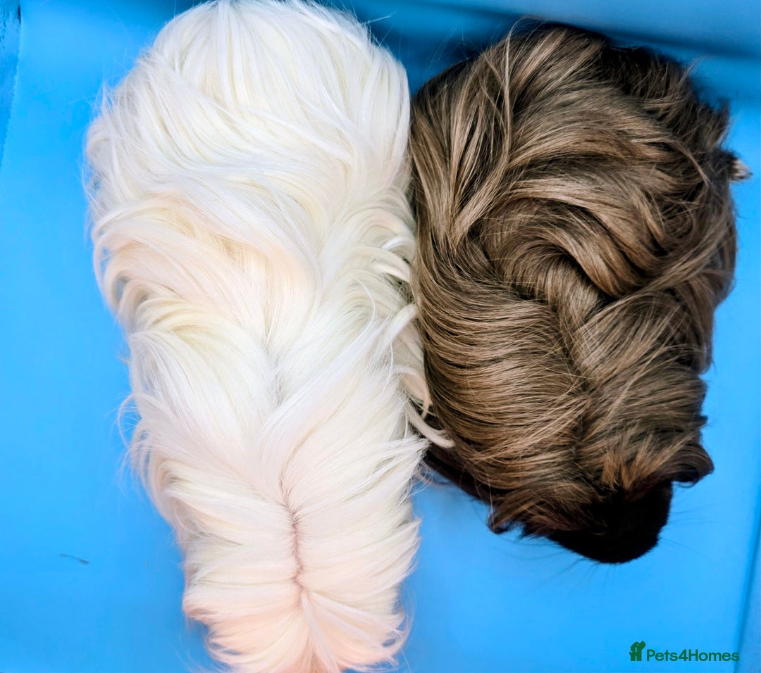 Guinea Pig rodents for sale: Sheltie/Coronet/Merino/Alpaca  GUINEA PIG "SOWS" - Image 2