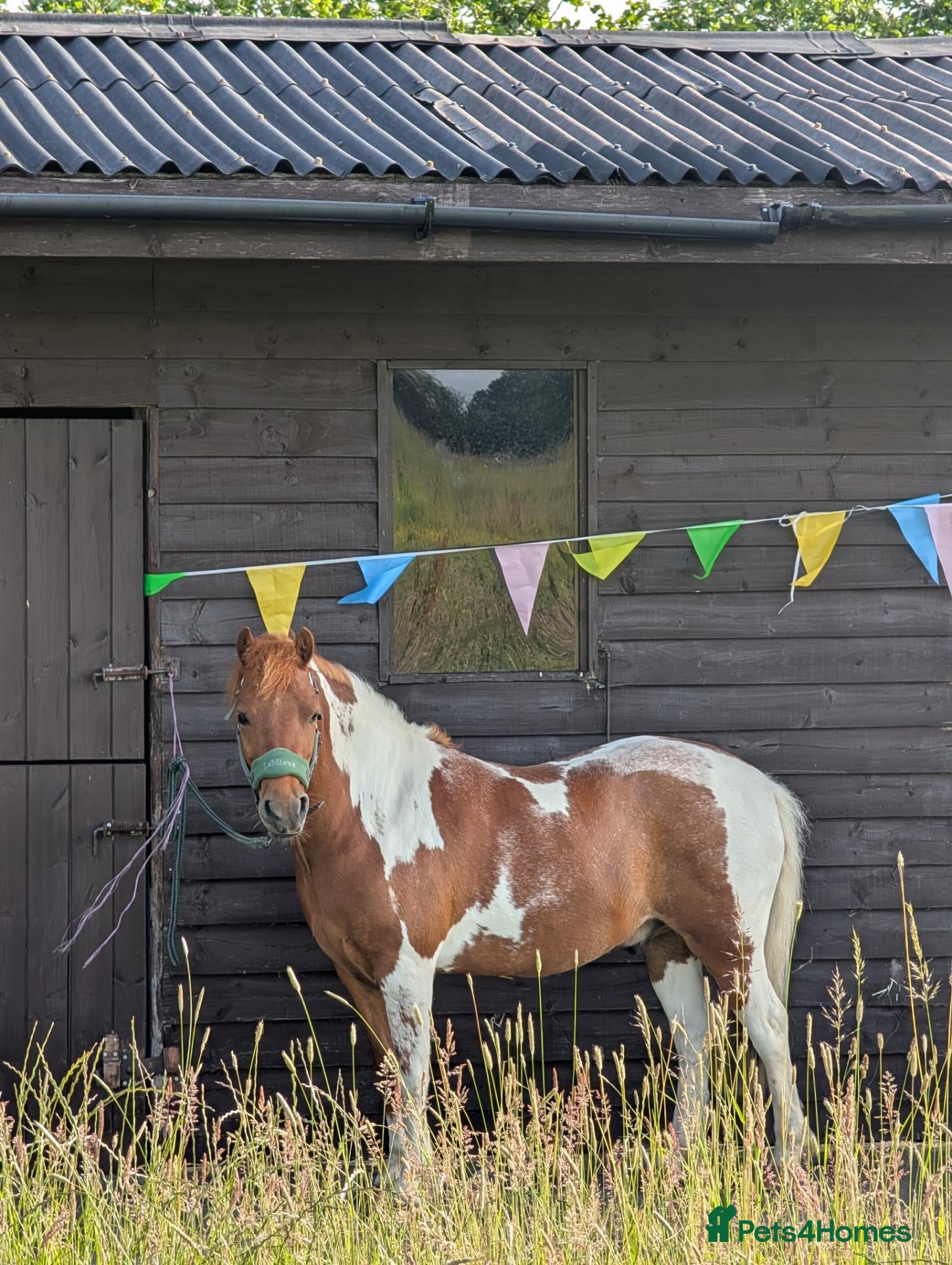Dartmoor horses Sweet Dartmoor Pony  - Advert 1